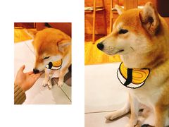 -柴务处·柴犬主题狗咖