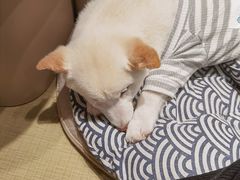 -逗柴咖啡屋·狗咖猫咖宠物桌游
