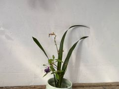 -高淳老街