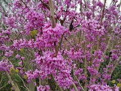 -桤木河湿地公园