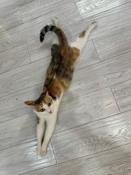 -兔猫ToMoreNails美甲美睫