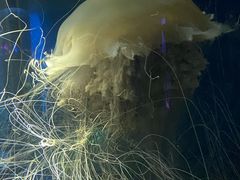-欢乐海岸海洋奇梦馆