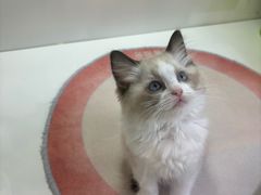 -青奢宠物·青奢猫舍