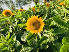 -艾溪湖湿地公园