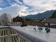 -喵屿·大理花园猫咖