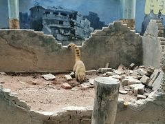-深圳野生动物园