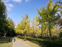 -新江湾城公园