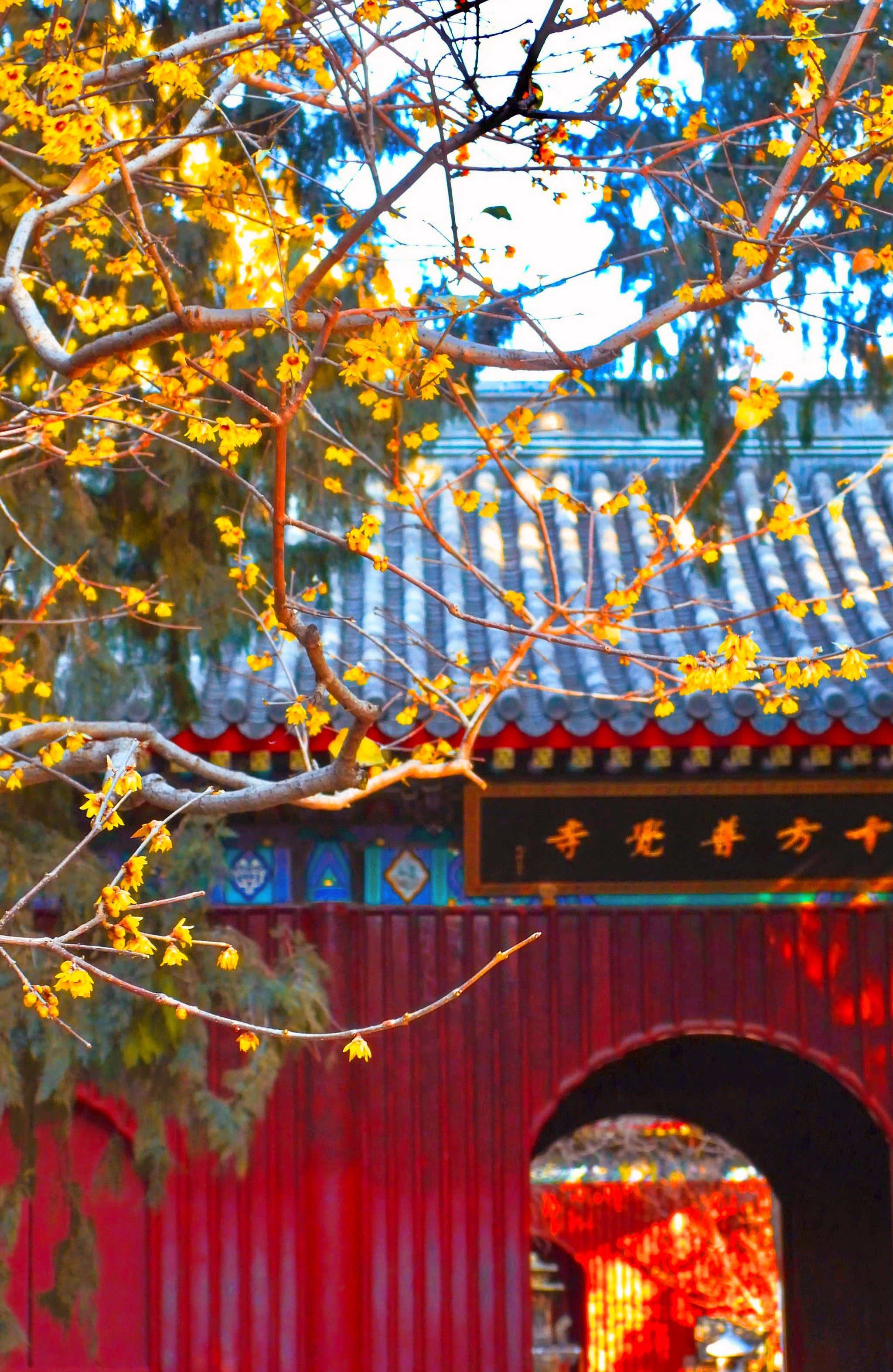 218北京第一波赏花开启❗卧佛寺腊梅上线?