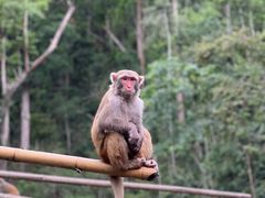 -西双版纳原始森林公园