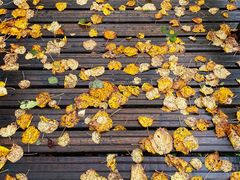 -五营红松林海景区