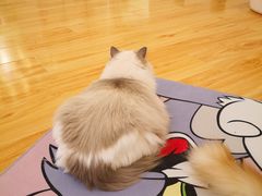 -momokira米努特·德文卷毛猫·棉花面纱犬