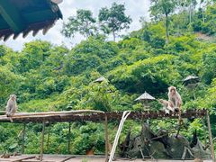 -西双版纳原始森林公园