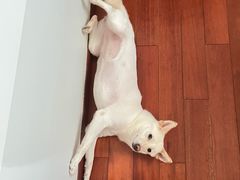 -艾吉宠物医院·疑难杂症转诊中心·猫友好(碧江路院)