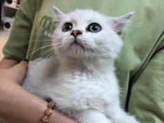 -lincat·猫舍(广州店)