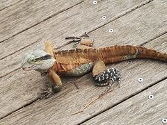 -可伦宾野生动物保护区