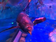 -芜湖新华联大白鲸海洋公园