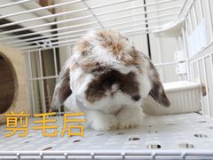 -宠物兔专门店(天丰利市场店)