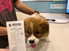 -虹泰宠物医院 ·旗舰店·24h(南秀路店)