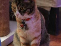 -Sirena海妖日咖夜酒