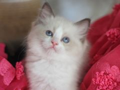 -Bastet sally猫舍购宠(静安店)