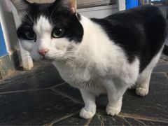 Anne猫窝咖啡屋-Anne猫窝咖啡屋