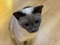 -滚猫咖啡·猫咖·猫友好撸猫(未来城店)
