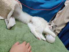 -喵百万·布偶·蓝金金渐层英短·猫舍(百子湾店)