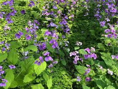 -崇明东平国家森林公园烧烤房车露营地