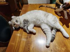 -猫小院猫主题餐厅(三里屯店)