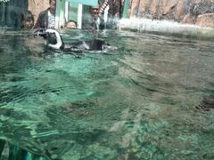 android_upload_pic-新疆天山野生动物园