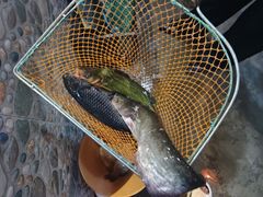 -鱼窝棚柴火铁锅炖(富山屯店)