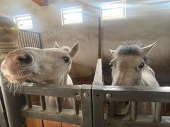 -北京群众马术培训基地