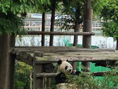 -西霞口神雕山野生动物世界