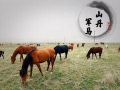 -山丹皇家马场
