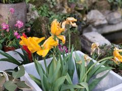 -谷咖啡·鲜花绿植花园餐厅