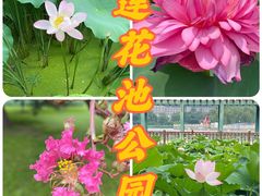 -莲花池公园