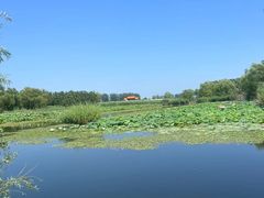 -白洋淀风景区