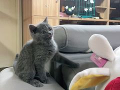 -喵百万·布偶·蓝金金渐层英短·猫舍(百子湾店)