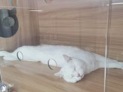 -喵百万·布偶·蓝金金渐层英短·猫舍(百子湾店)