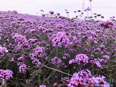 -紫颐香薰山谷景区