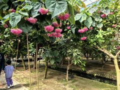 -呀路古热带植物园