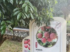 -中山市树木园
