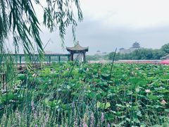 -莲花池公园
