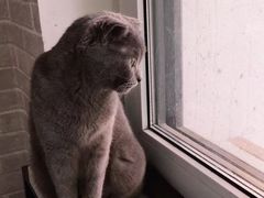 -纳吉亚猫专科动物医院·北北分院