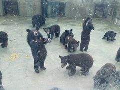 -东方熊牧场
