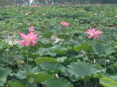 iphone_upload_pic-洪湖生态旅游区