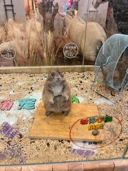 -卡通尼·Safari非洲探索乐园·生日会(金桥国际商业广场店)