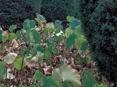 -四川大学(华西校区)