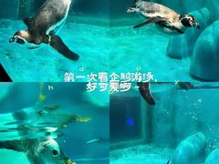-正佳极地海洋世界
