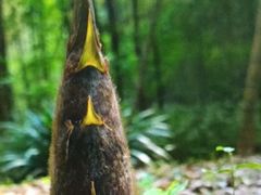 -镇江市南山风景名胜区竹林景区